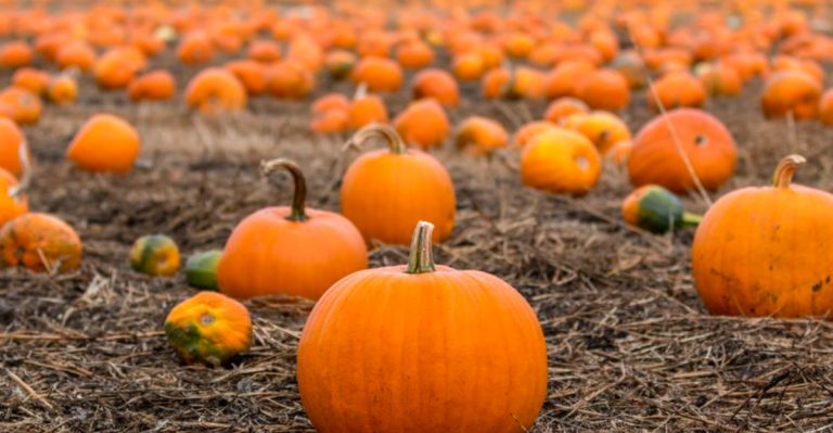 This Hidden Pumpkin Patch In North Carolina Is So Magical, You’ll Feel Like You’re In A Movie