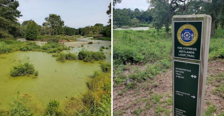 This Hidden South Carolina Wetland Boardwalk Brings You Face-To-Face With Gators And Great Egrets