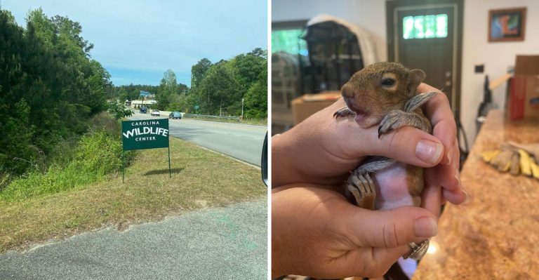 This Hidden South Carolina Wildlife Park Feels Like Stepping Back In Time