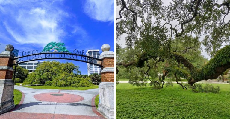 This Historic Florida Oak Has Seen Generations Of Secret Meetings And Cultural Evolution