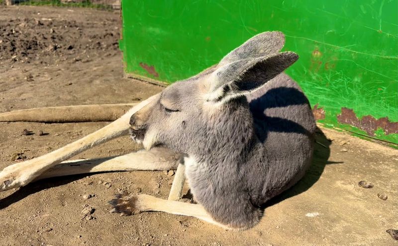 Kangaroos Hopping Straight Into Your Bucket List