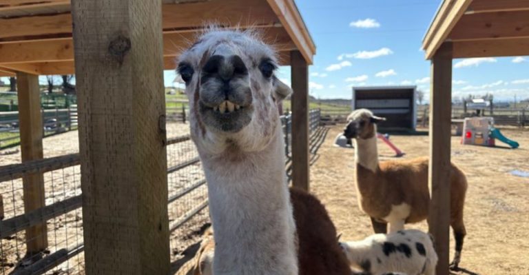 This Idaho Farm Lets You Meet Exotic Animals And Make Unforgettable Memories