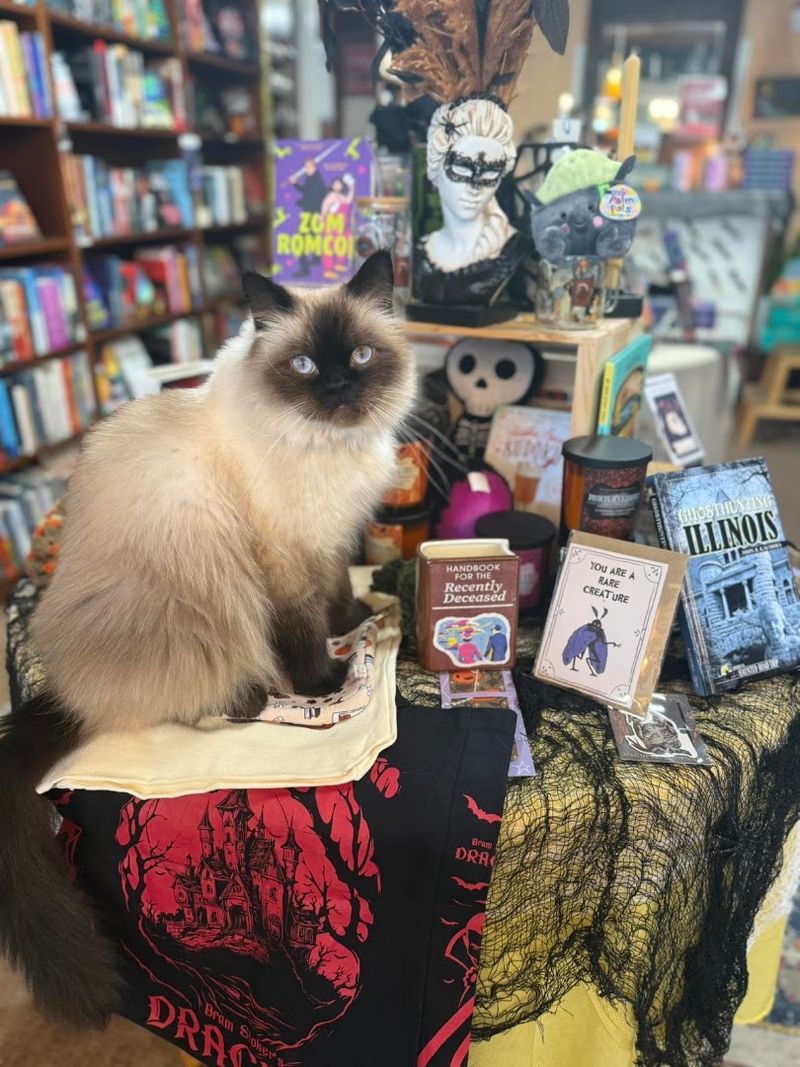 This Illinois Bookstore With A Resident Cat Was Made For A Rainy Summer Afternoon