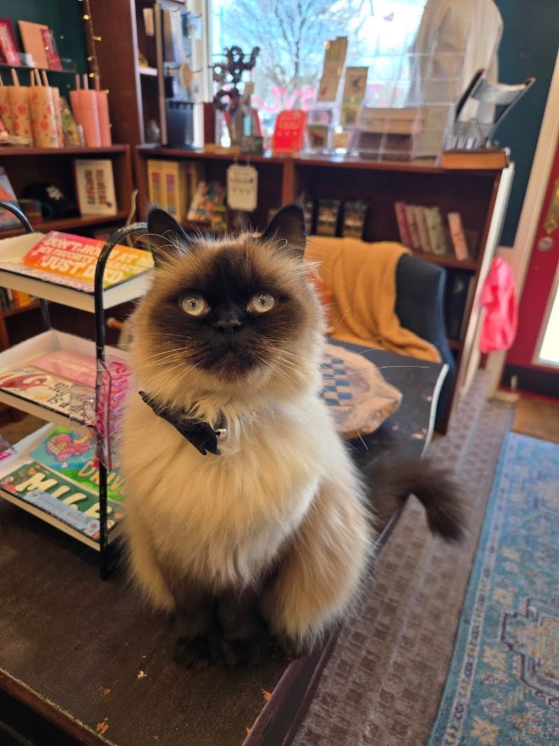 This Illinois Bookstore With A Resident Cat Was Made For A Rainy Summer Afternoon
