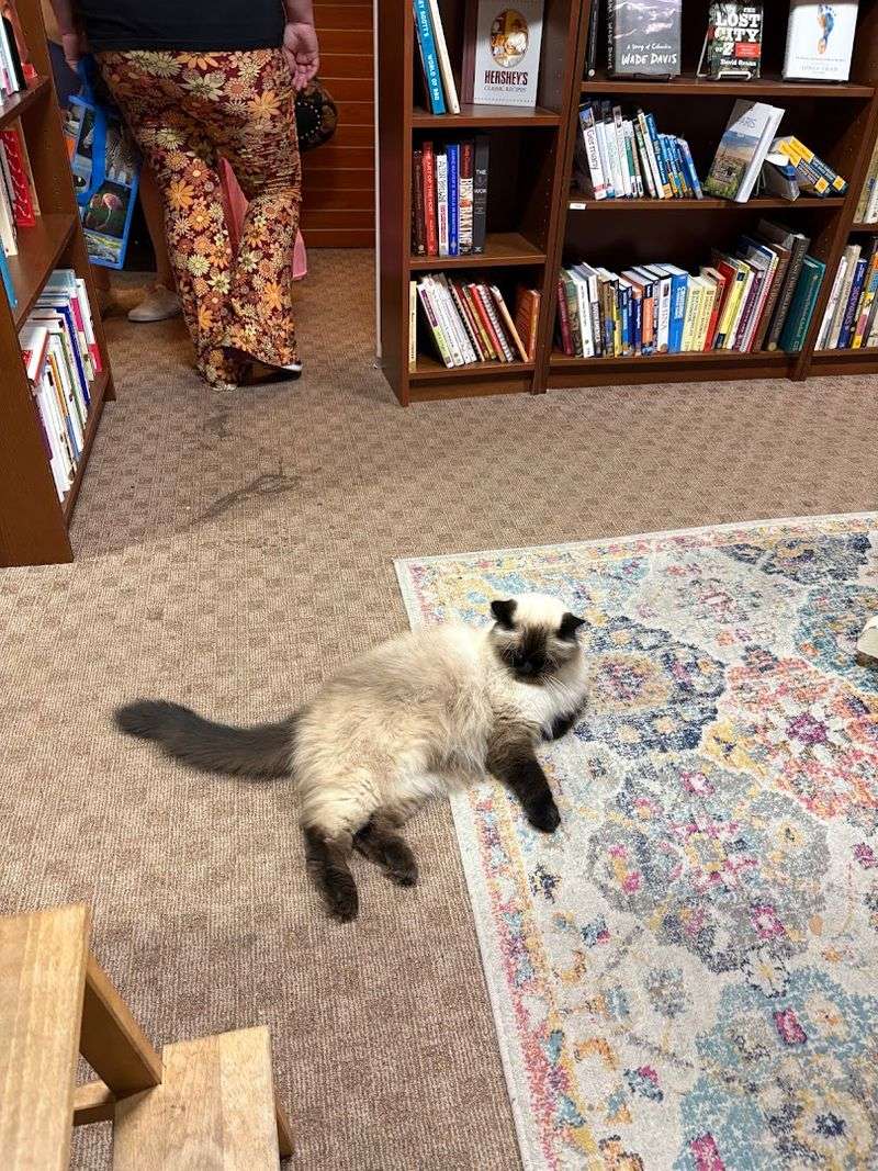 This Illinois Bookstore With A Resident Cat Was Made For A Rainy Summer Afternoon