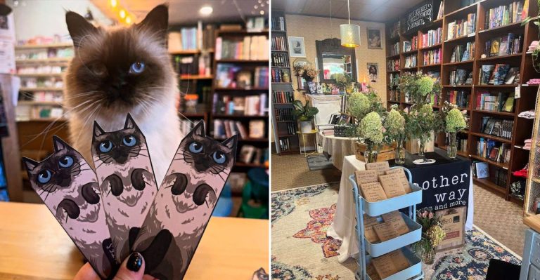 This Illinois Bookstore With A Resident Cat Was Made For A Rainy Summer Afternoon
