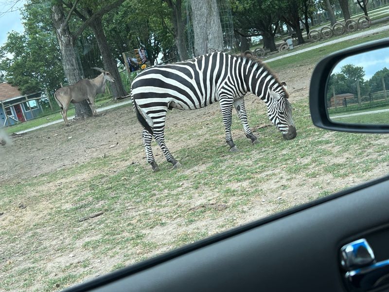 Drive-Thru Safari Brings Wildlife To Your Car Window