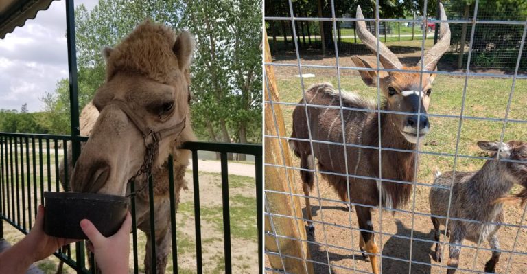 This Illinois Drive-Thru Safari Puts You Face-To-Face With Exotic Animals