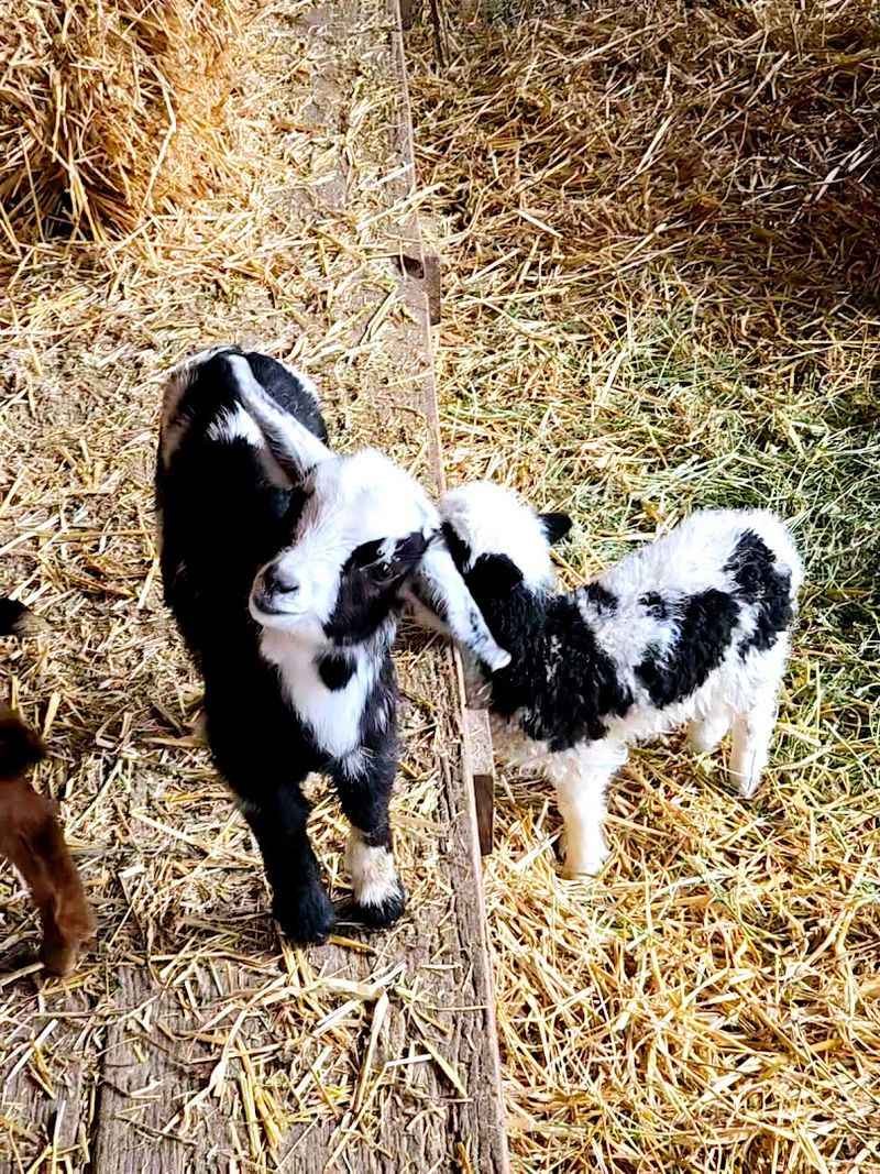 Bottle-Feeding Baby Goats Is the Star Attraction
