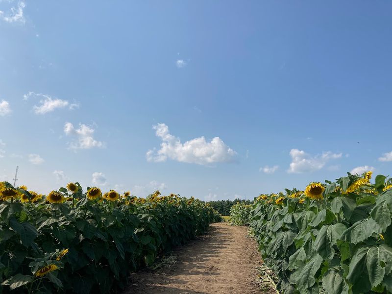 It Is Completely Free To Visit