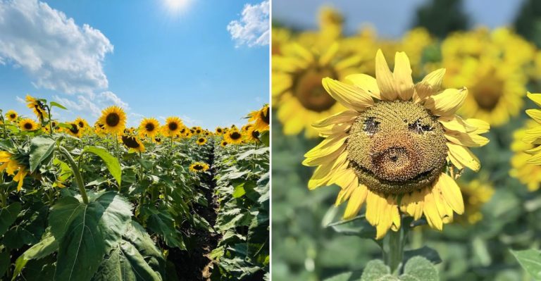 This Illinois Farm Has Huge Sunflower Fields You Can Visit For Free