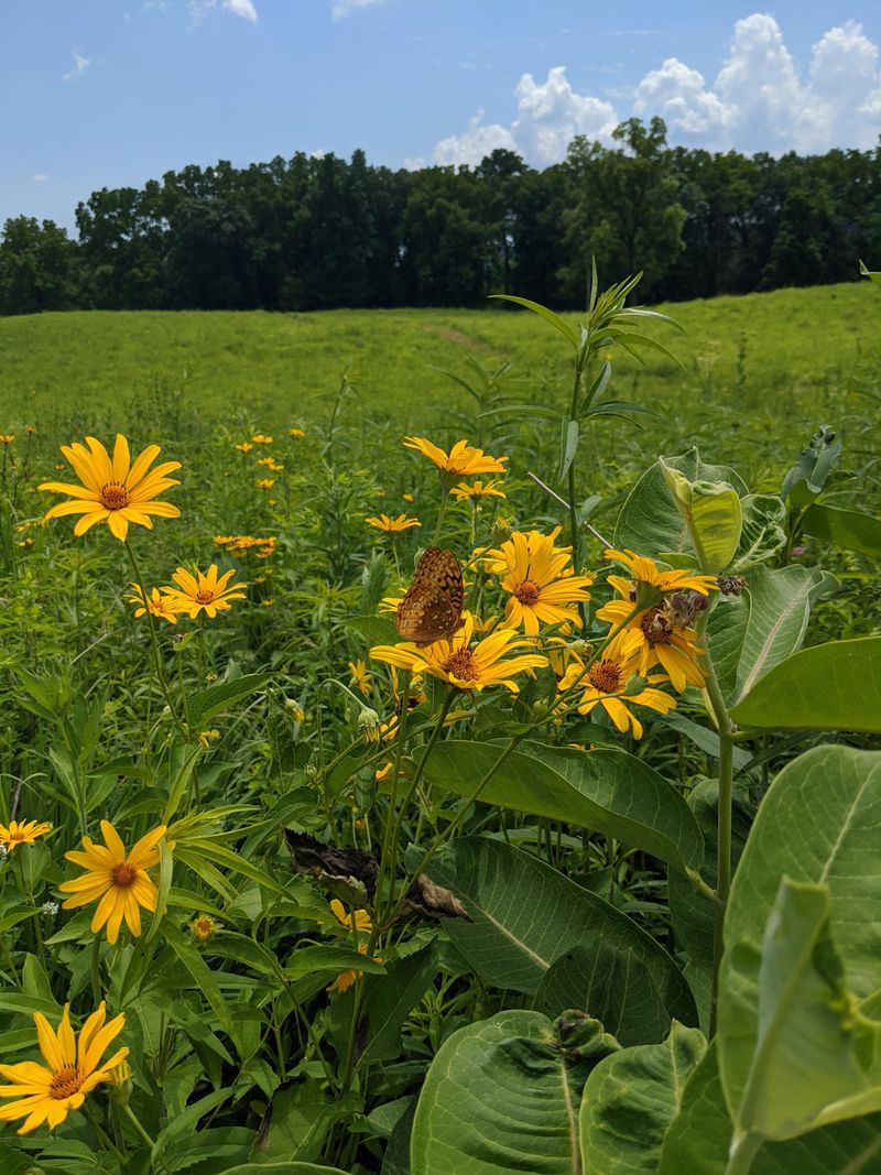 Thunderbird Effigy Mound