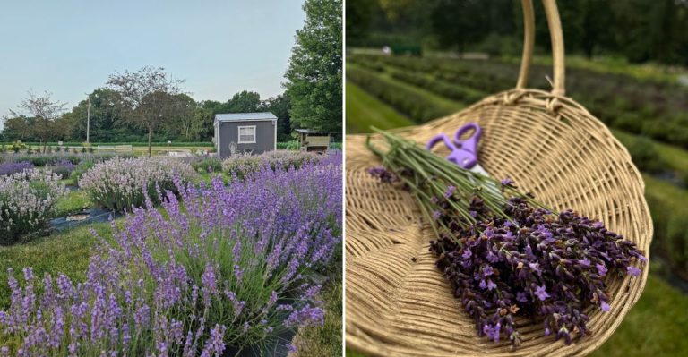 This Illinois Lavender Farm Smells Absolutely Heavenly