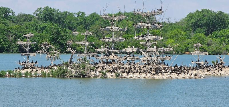 A Rookery Of Remarkable Scale