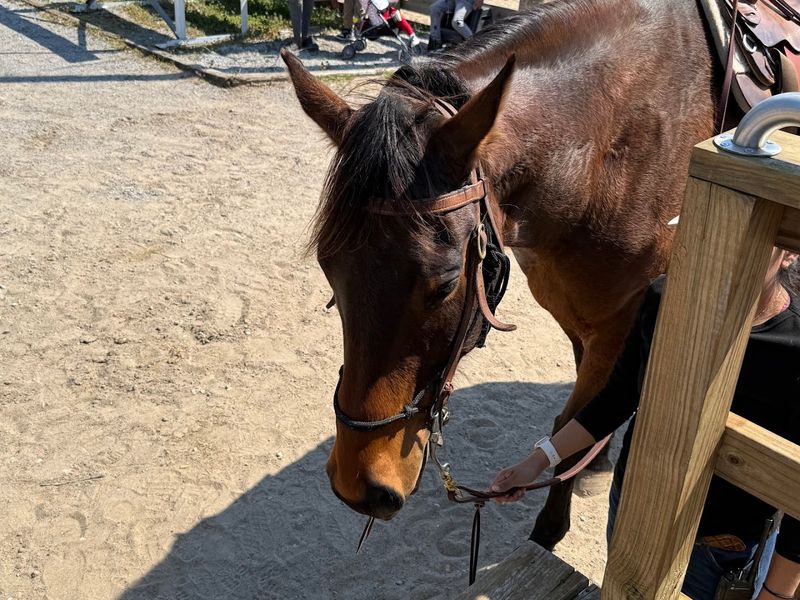 Perfectly Trained Horses 