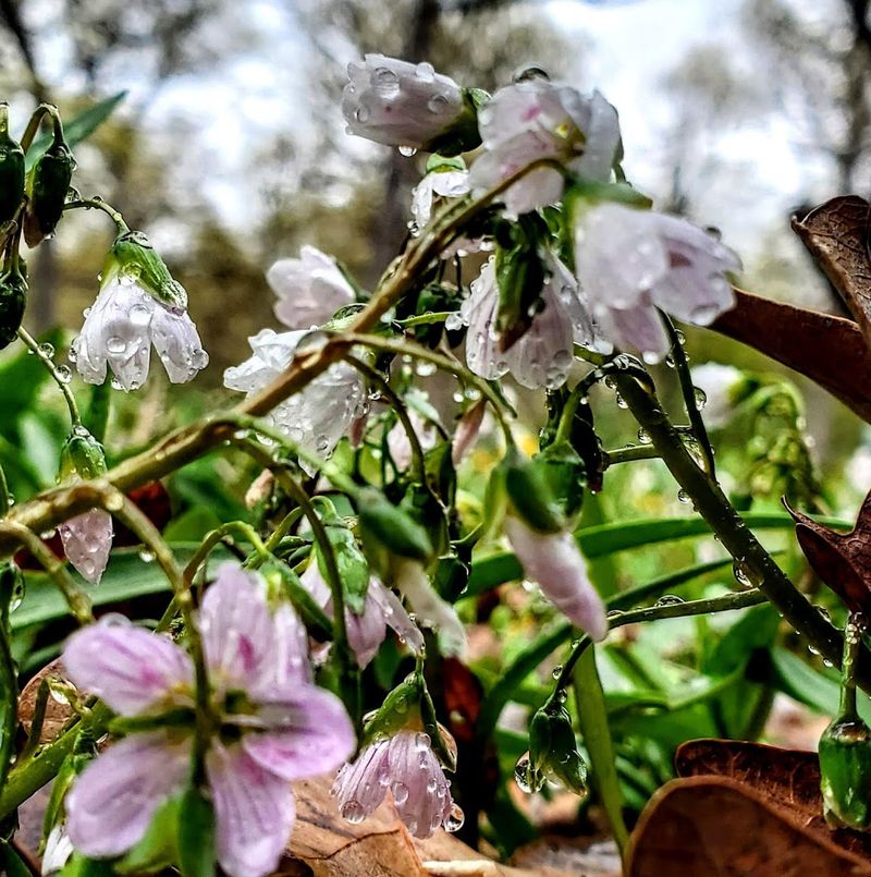Spring Wildflowers Paint The Forest Floor