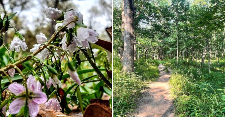 This Illinois Trail Truly Shines For A Few Weeks Each Spring