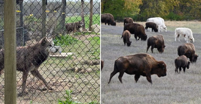 This Illinois Wildlife Retreat Offers A Stay You’ll Talk About For Years