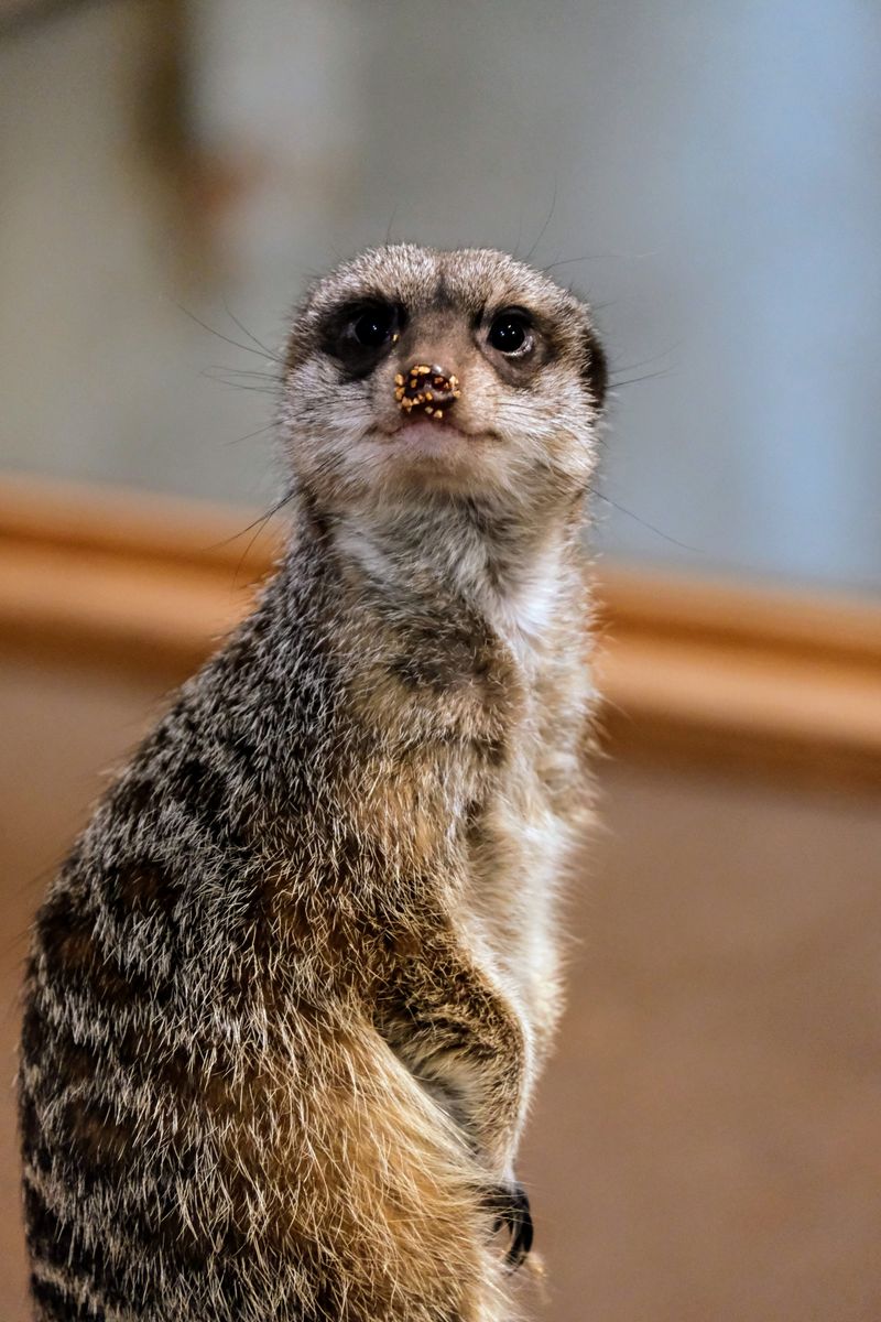 Interactive Animal Encounters 