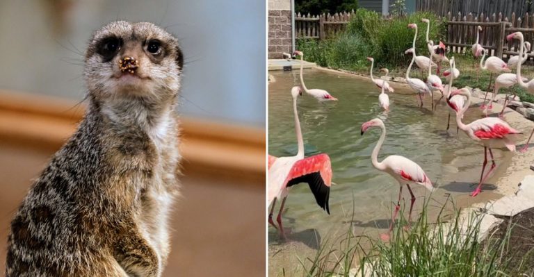 This Illinois Zoo Is A Hidden Family Adventure Full Of Wild Surprises
