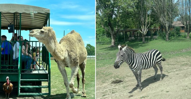 This Illinois Zoo Is Small Enough To Feel Easy And Fun Enough To Remember