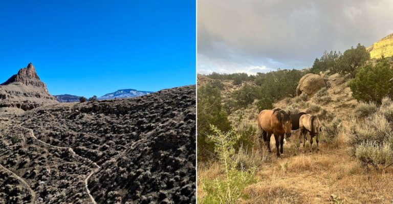 This Incredible Colorado Trail Still Has Wild Horses Roaming Free