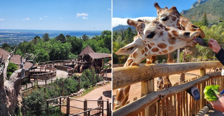 This Is Colorado’s 80-Acre Animal Park Where You Can Hand-Feed Giraffes And Spot Zebras Up Close