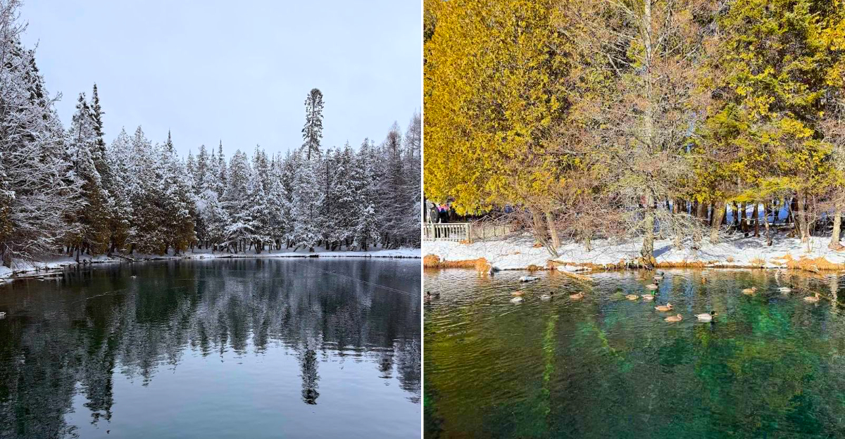 Kitch-iti-kipi at Palms Book State Park