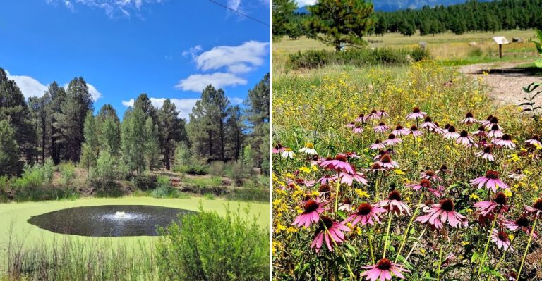 This Is The Stunning Botanical Garden In Arizona That Most People Never Hear About