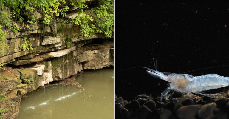 The Kentucky Cavern That Locals Say Is the Most Fascinating Underground Spot in the State