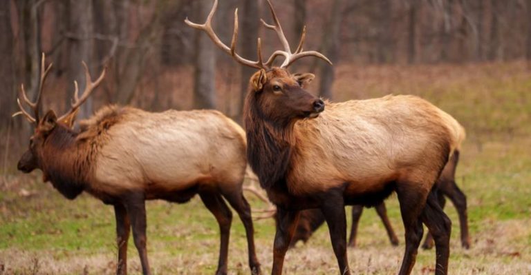 This Kentucky Prairie Lets You Drive Through A Landscape Filled With Elk And Bison