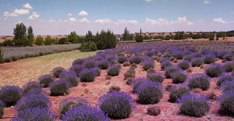 This Lavender Farm In Arizona Smells Like Heaven On Earth