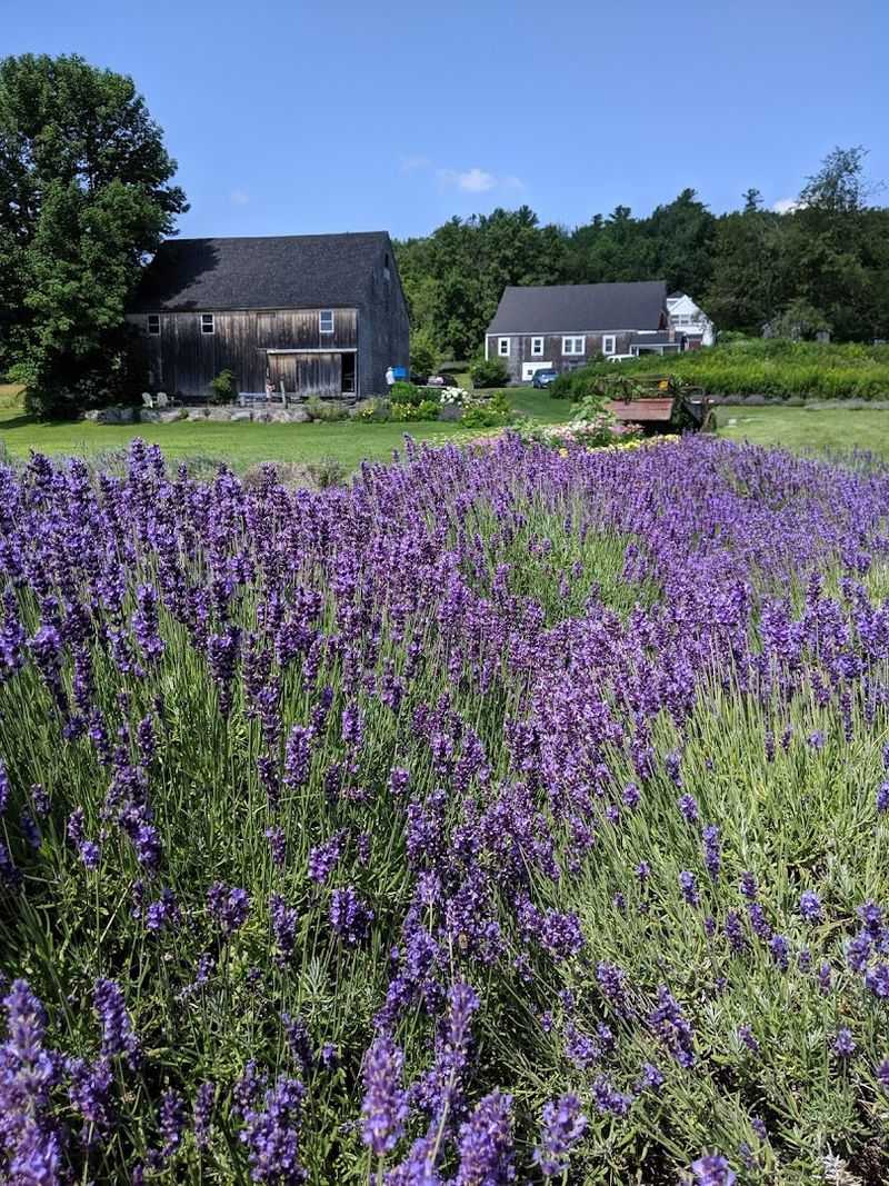 A Farm Rooted In Passion For Lavender