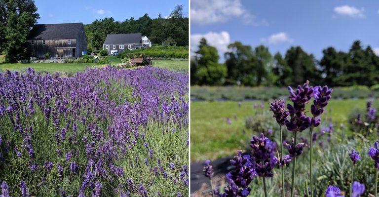 This Lavender Farm In Maine Feels Like The Ultimate Quiet Country Retreat