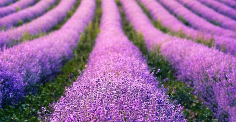 This Lavender Farm In Ohio Smells Like Heaven On Earth