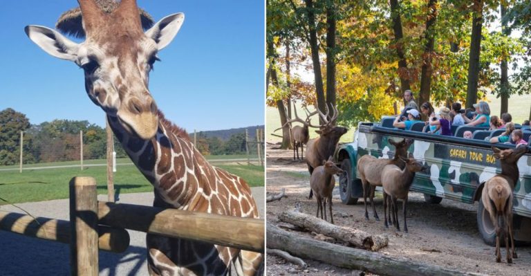 This Lesser-Known Pennsylvania Zoo Quietly Deserves Way More Attention