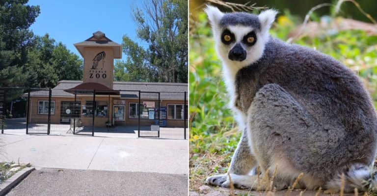 This Little-Known Primate Exhibit In Colorado Is An Unforgettable Experience With Lemurs