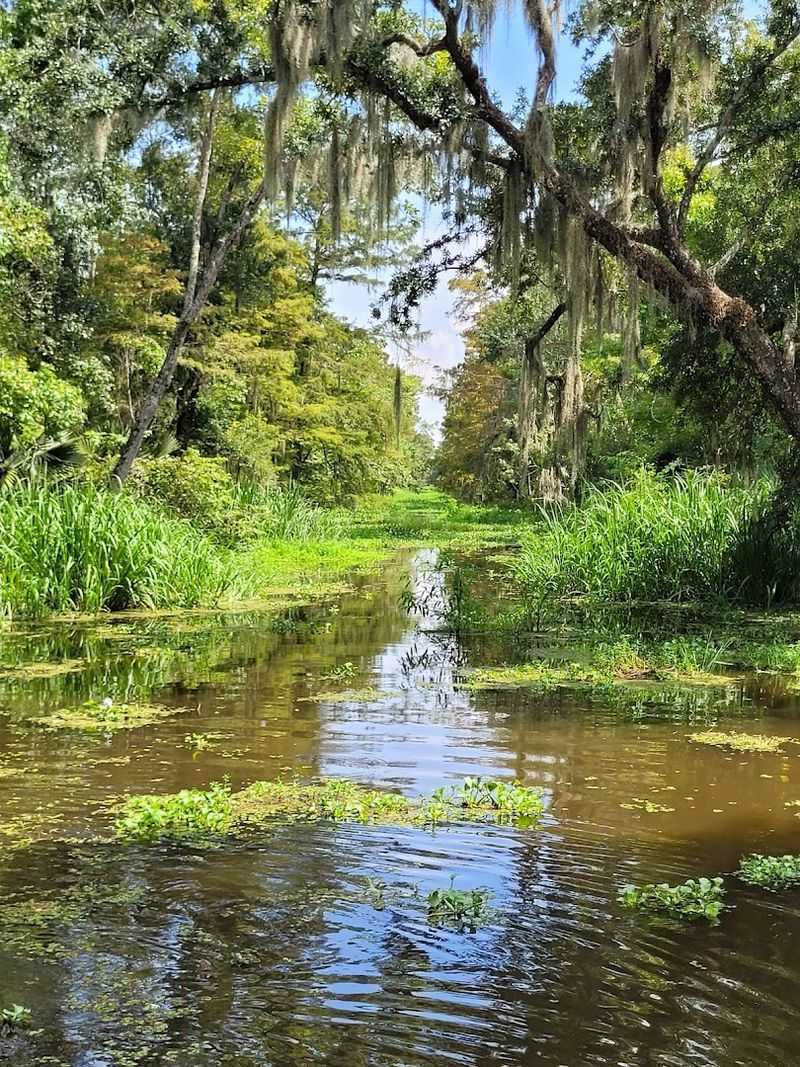 The Bayou Setting That Feels Like Another World
