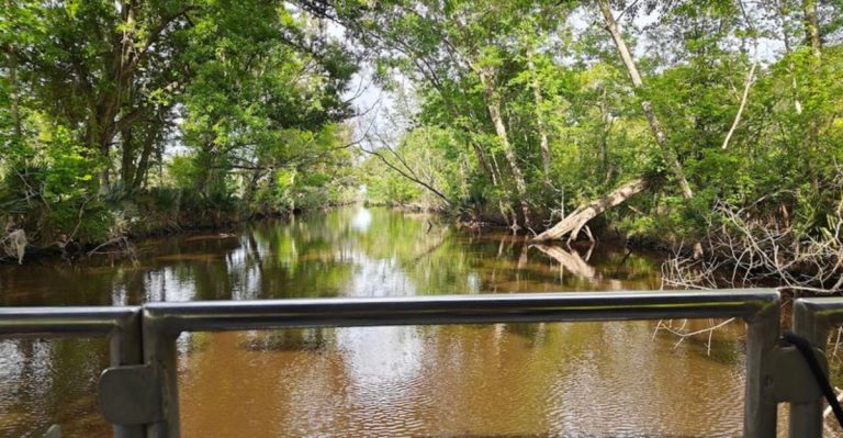 This Louisiana Swamp Boat Tour Is One Of The State’s Most Unforgettable Family Experiences