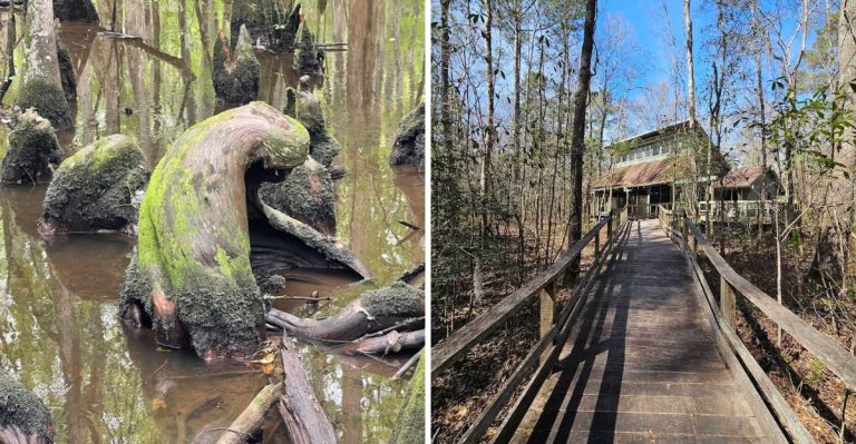 This Magical 1,700-Acre Audubon Forest In South Carolina Feels Like Another World