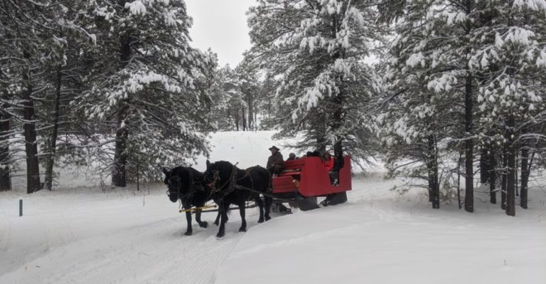 This Magical Sleigh Ride Through Arizona’s Snowy Forest Is Pure Winter Joy