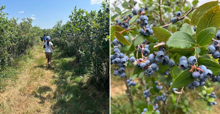 This Maine Blueberry Farm Is A Summer Destination You Will Want On Your 2026 Bucket List