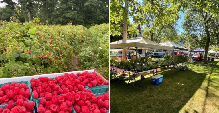 This Maine Farm Lets You Fill Buckets With Fresh Summer Berries
