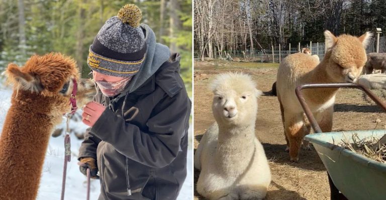 This Maine Farm Lets You Meet Alpacas In One Of The Coziest Ways Possible