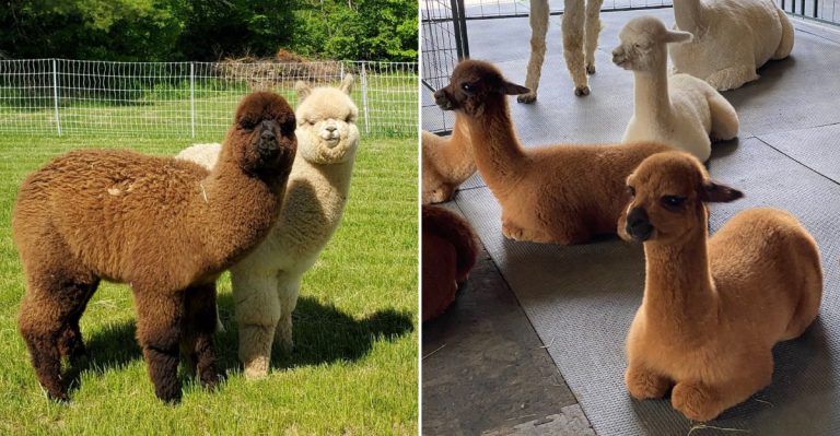 This Maine Farm Lets You Stroll Among Friendly Alpacas