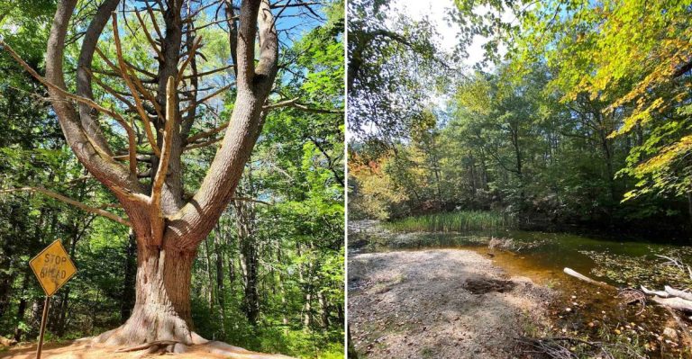 This Maine Park Lets Rockhounds Search Old Quarry Country For Sparkling Stones