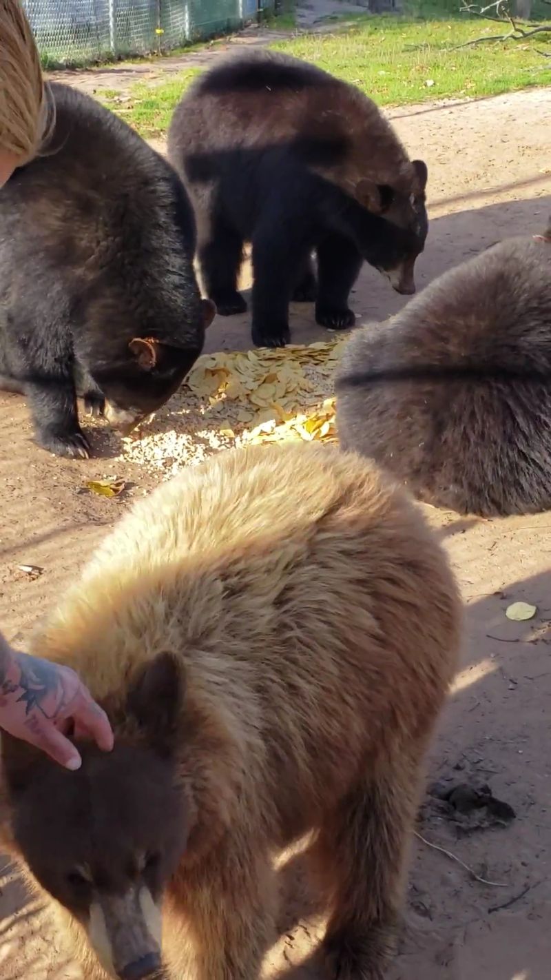 Arriving Through The Pines