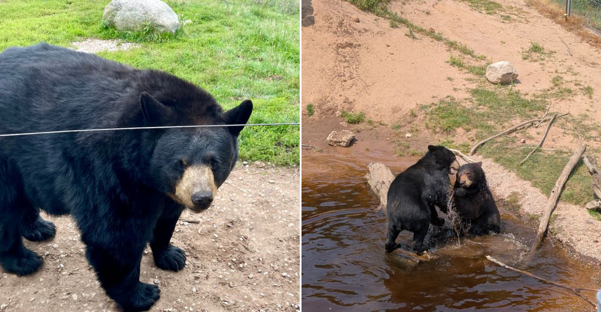 Bears of the Oswald’s Bear Ranch