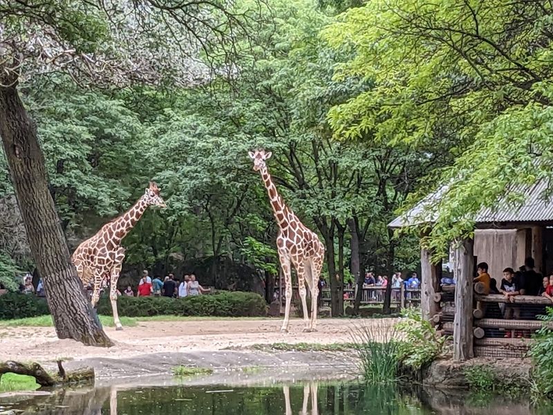 Brookfield Zoo Covers 200+ Acres