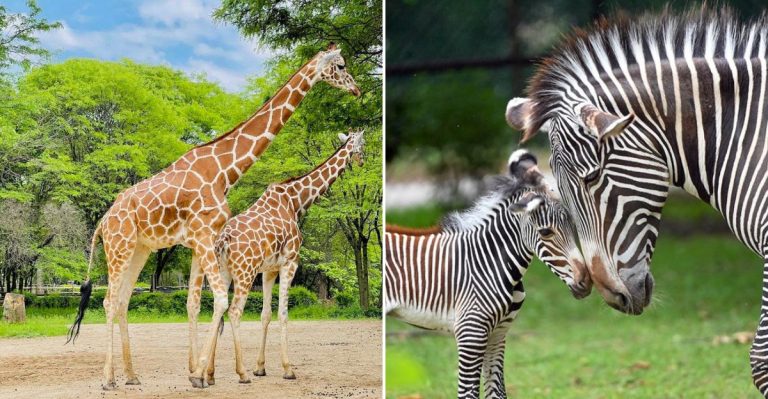 This Massive Illinois Zoo Lets You Get Shockingly Close To Giraffes, Zebras, And Other Wild Animals